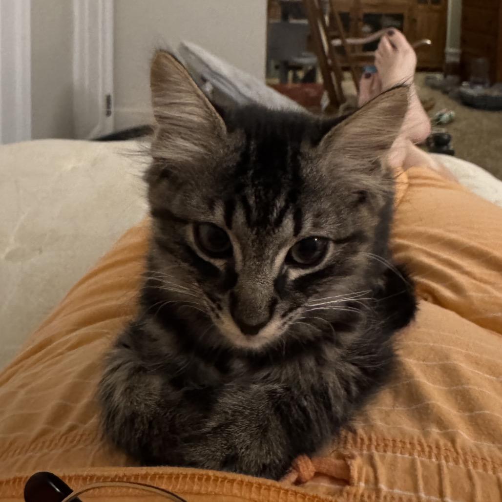 Enlarge Braveheart, a Adoptable American Shorthair in Bessemer, AL image 2/3