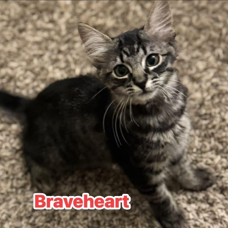 Enlarge Braveheart, a Adoptable American Shorthair in Bessemer, AL image 3/3