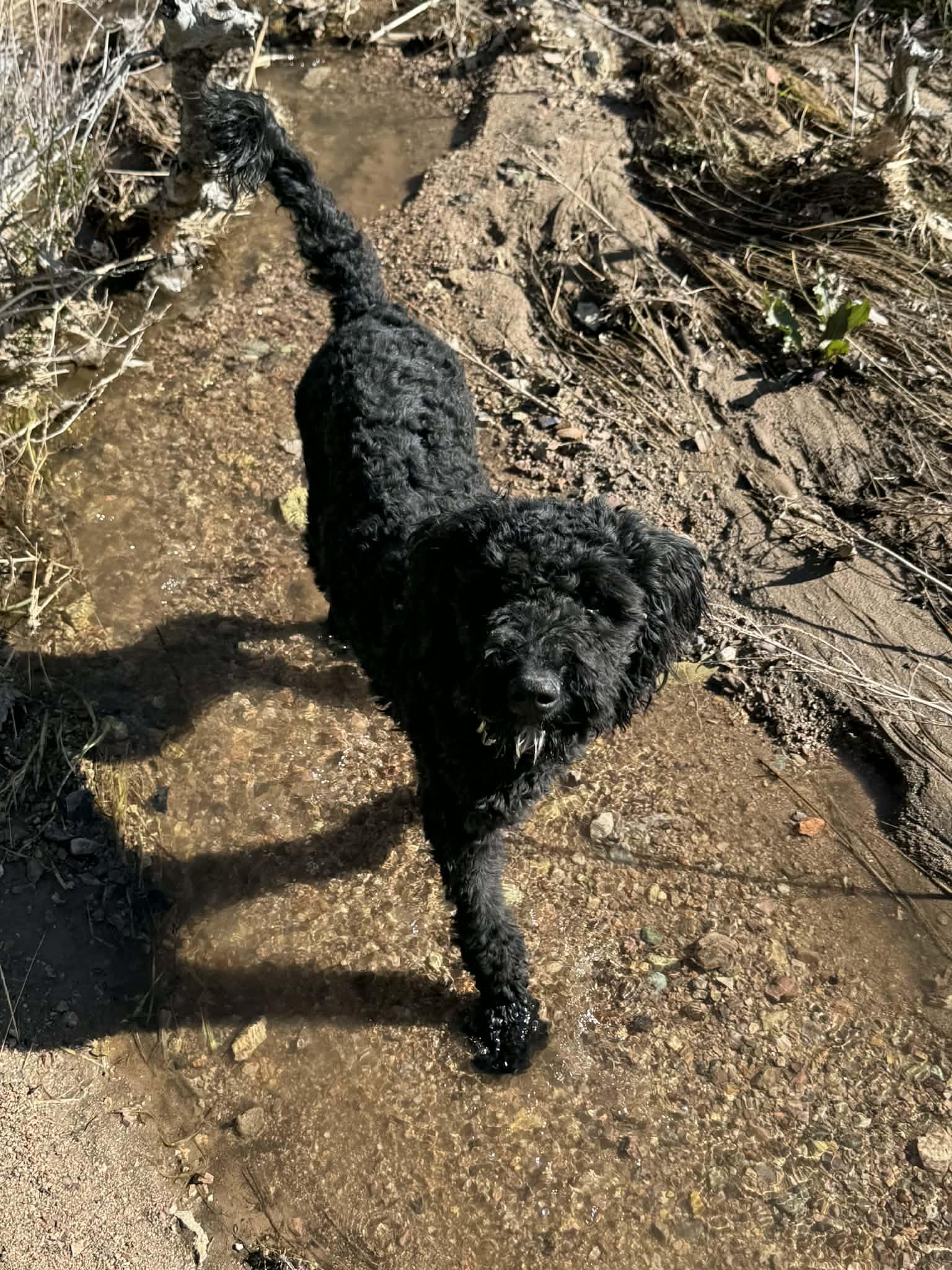 Ms. Mabel , adopted, Young Female Goldendoodle.