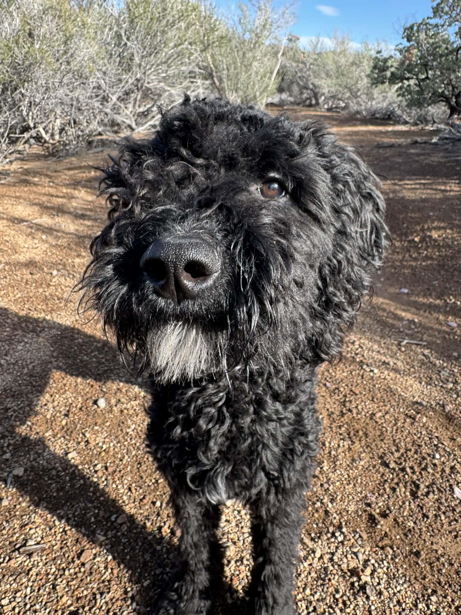 Ms. Mabel , an adopted Goldendoodle in Palmdale, CA image 4/5