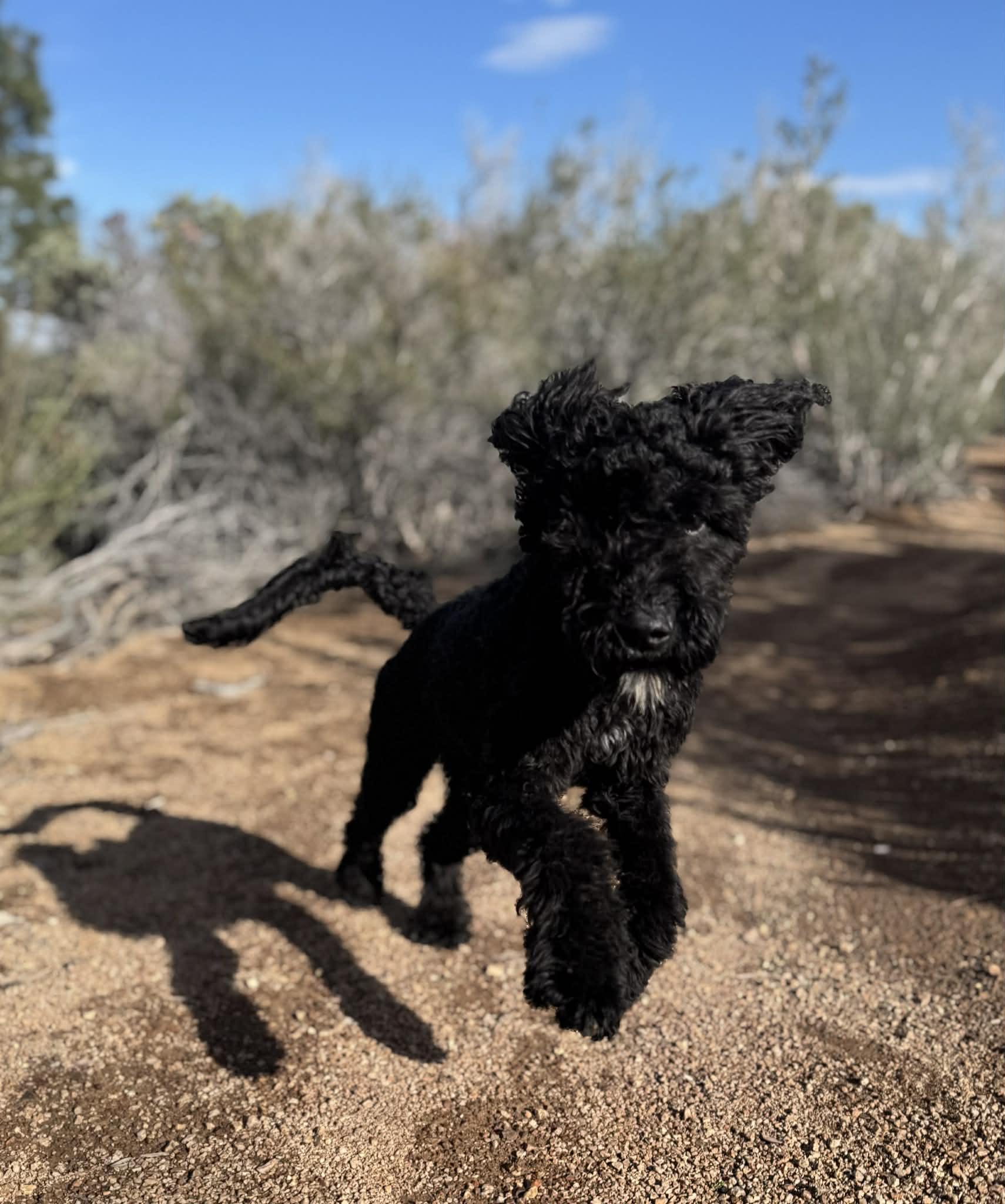 Ms. Mabel , an adopted Goldendoodle in Palmdale, CA image 3/5