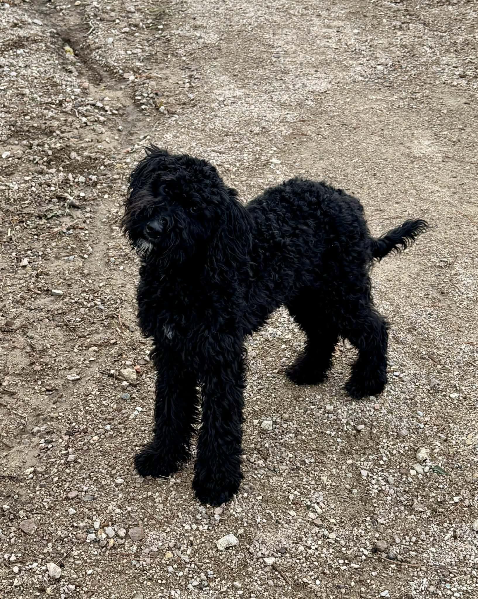 Ms. Mabel , an adopted Goldendoodle in Palmdale, CA image 2/5