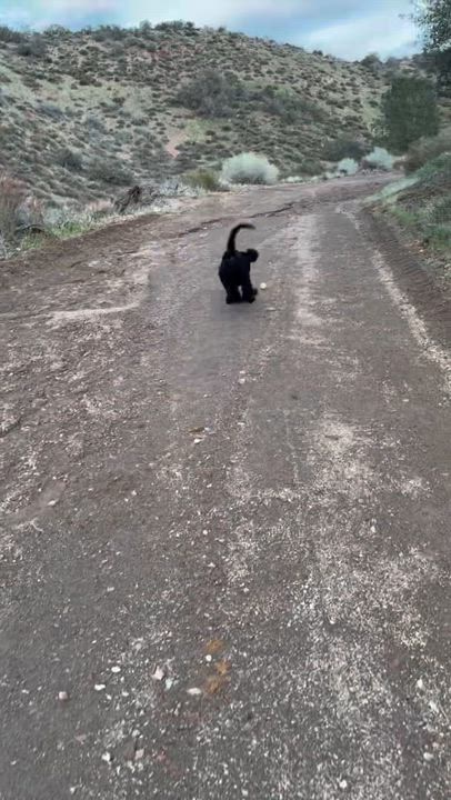 Enlarge Ms. Mabel , an adopted Goldendoodle in Palmdale, CA video 5/5