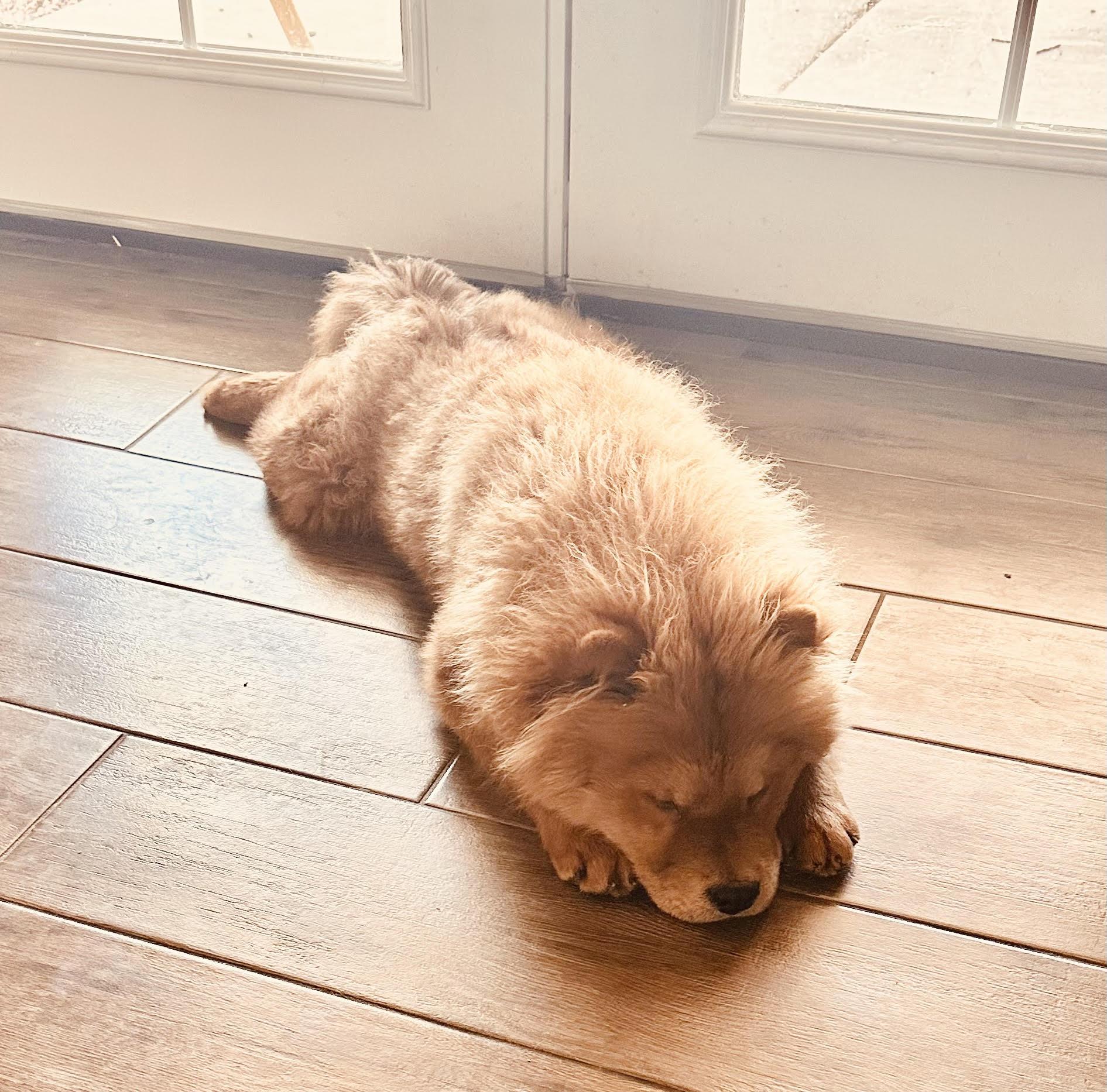 Enlarge Wriggly, a ADOPTABLE Chow Chow in Marina del Rey, CA image 3/3