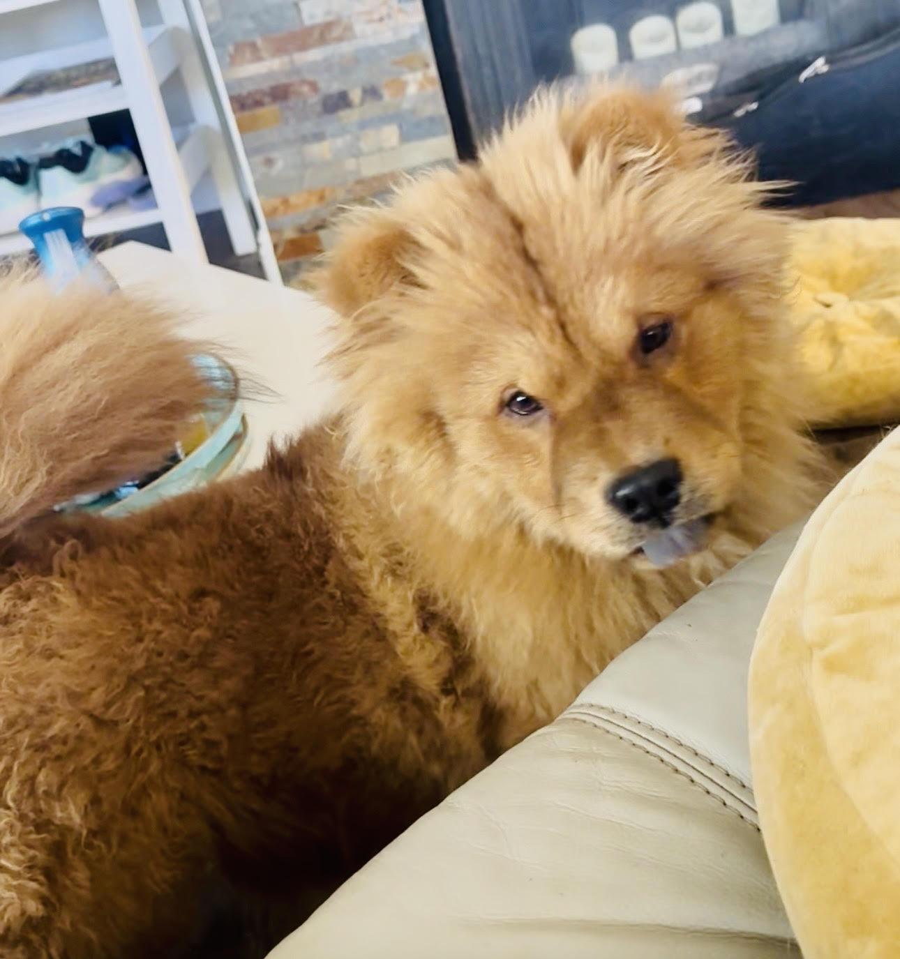 Enlarge Wriggly, a ADOPTABLE Chow Chow in Marina del Rey, CA image 1/3