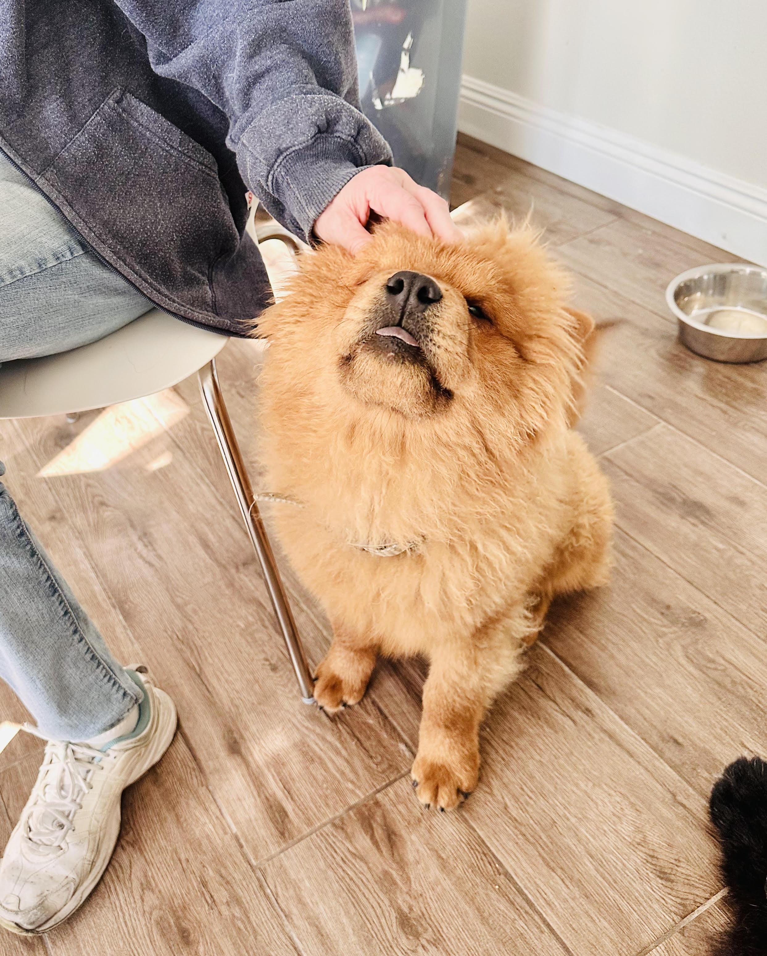 Enlarge Wriggly, a ADOPTABLE Chow Chow in Marina del Rey, CA image 2/3