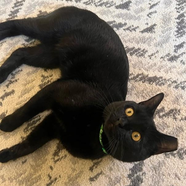 Tucker, a ADOPTABLE Domestic Short Hair in west Warwick, RI image 2/3