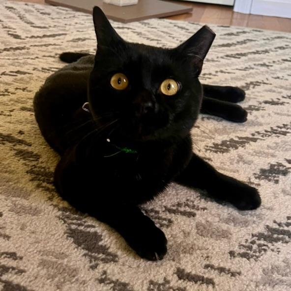 Tucker, ADOPTABLE, Adult Male Domestic Short Hair.