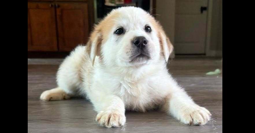 Enlarge Snowflake Crew: Simba, a Adopted mixed breed in Dallas, TX image 1/1