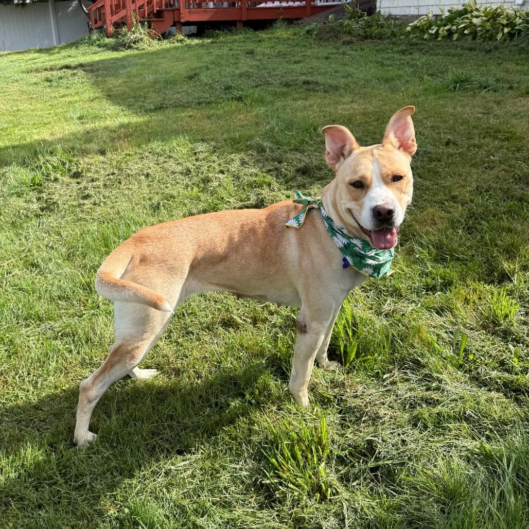 Lala, Adoptable, Adult Female Mixed Breed & Mixed Breed.