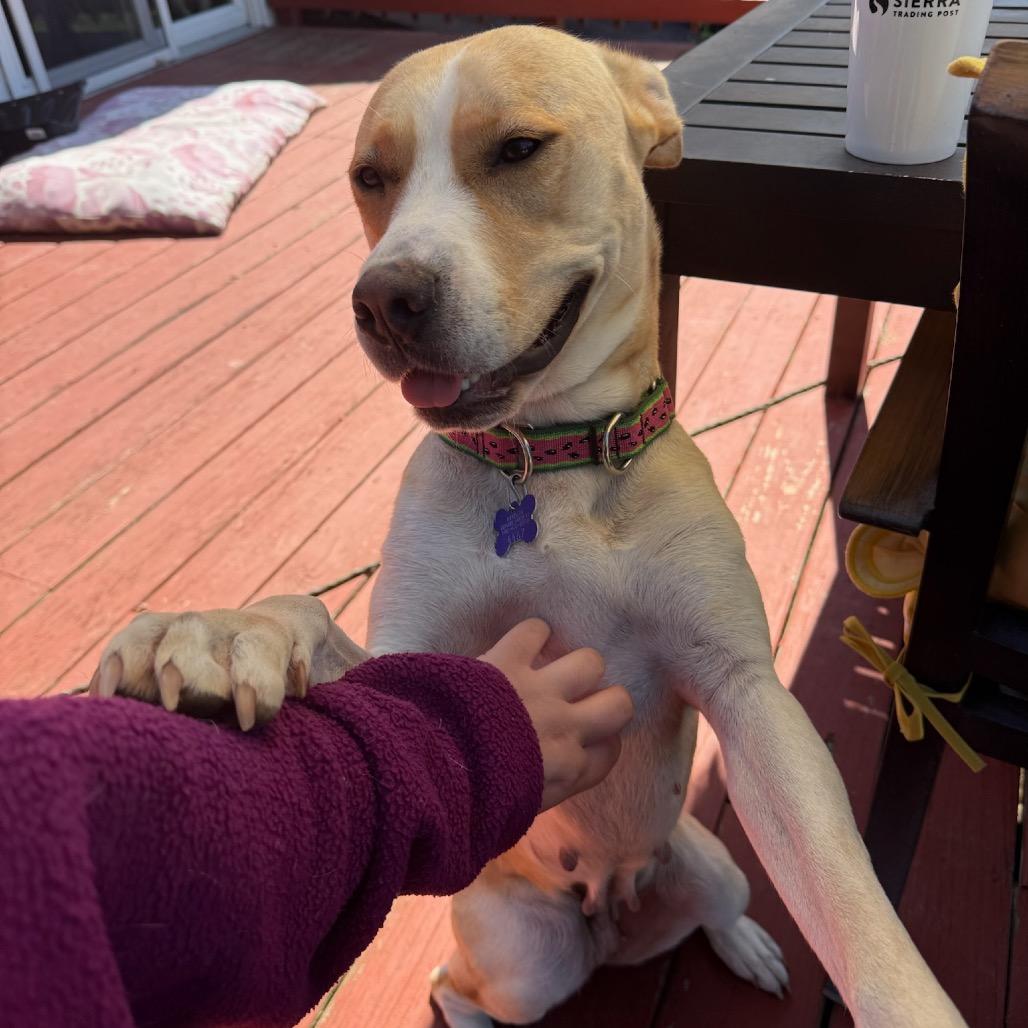 Enlarge Lala, a Adoptable mixed breed in Hopkinton, MA image 2/6