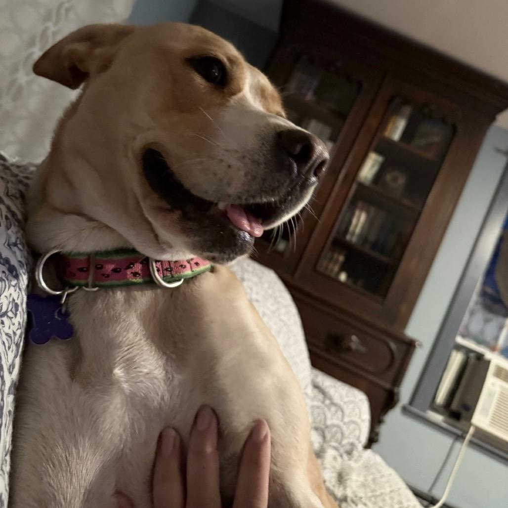 Enlarge Lala, a Adoptable mixed breed in Hopkinton, MA image 3/6