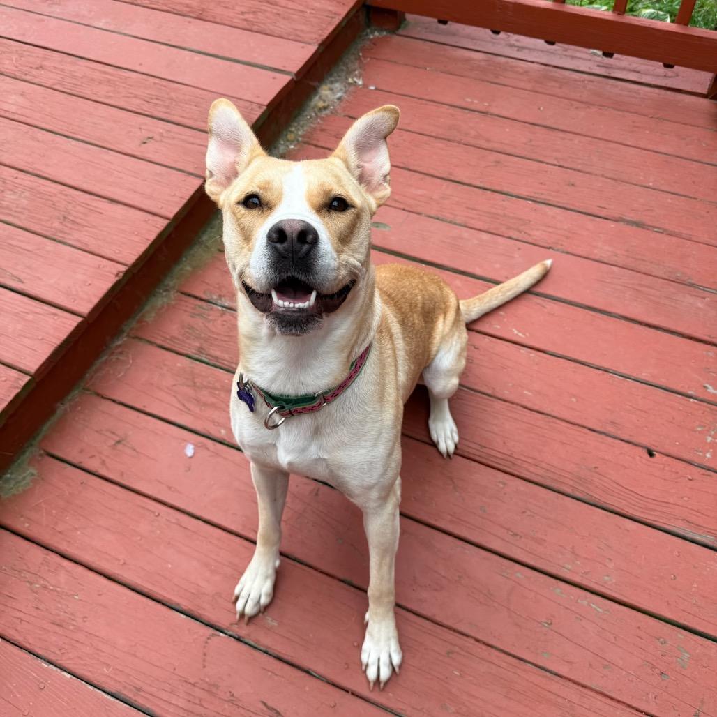 Enlarge Lala, a Adoptable mixed breed in Hopkinton, MA image 4/6