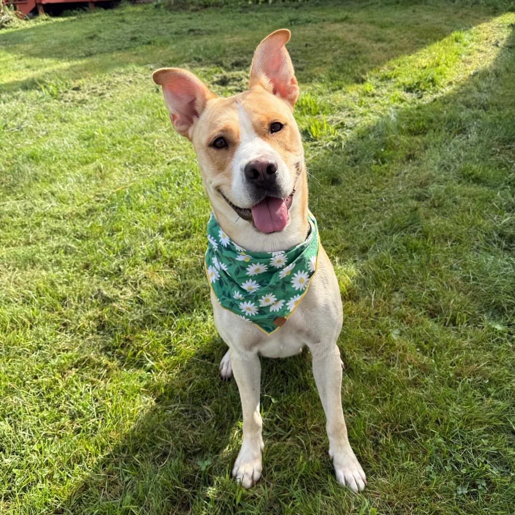 Enlarge Lala, a Adoptable mixed breed in Hopkinton, MA image 5/6