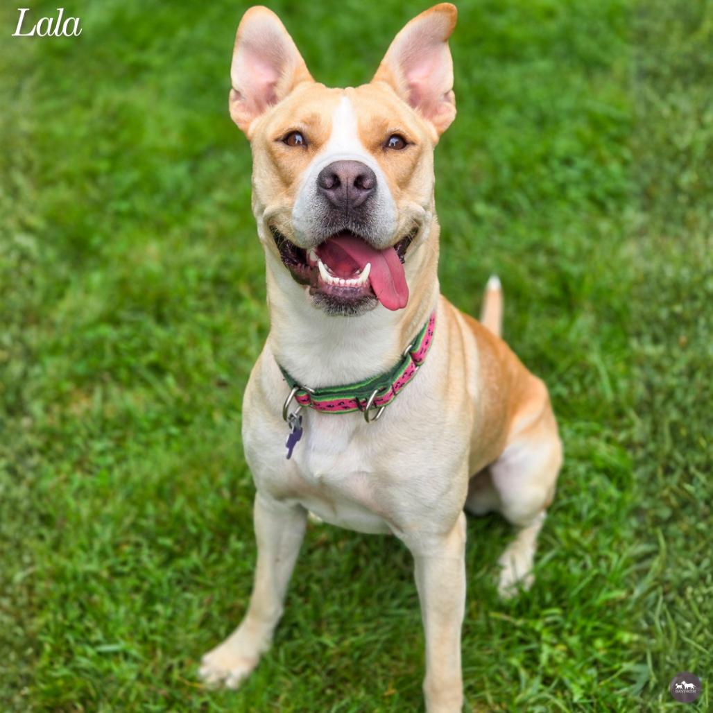 Enlarge Lala, a Adoptable mixed breed in Hopkinton, MA image 6/6