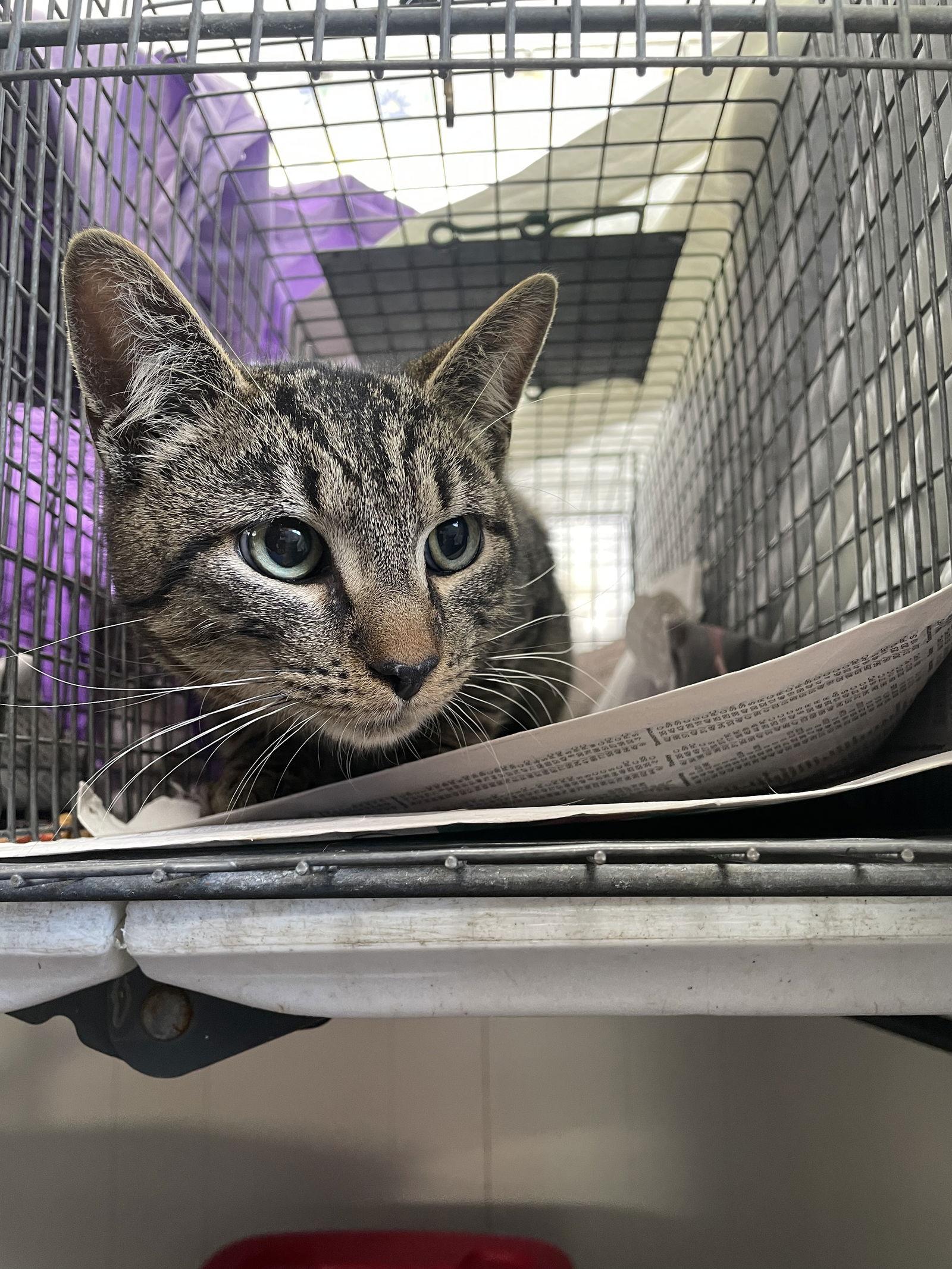 Enlarge Addy, a Adopted Domestic Short Hair in Trenton, NJ image 1/2