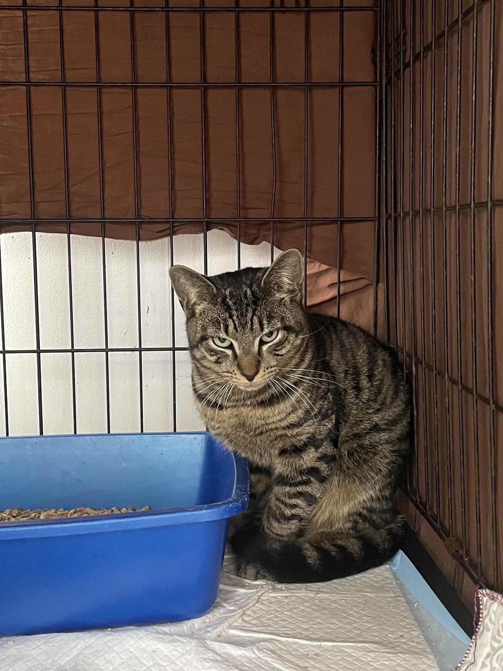 Enlarge Addy, a Adopted Domestic Short Hair in Trenton, NJ image 2/2