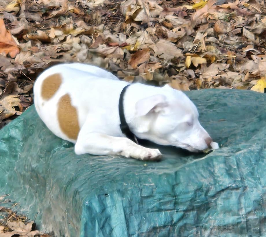 LILY, a Adoptable Pit Bull Terrier in Graham , WA image 3/5