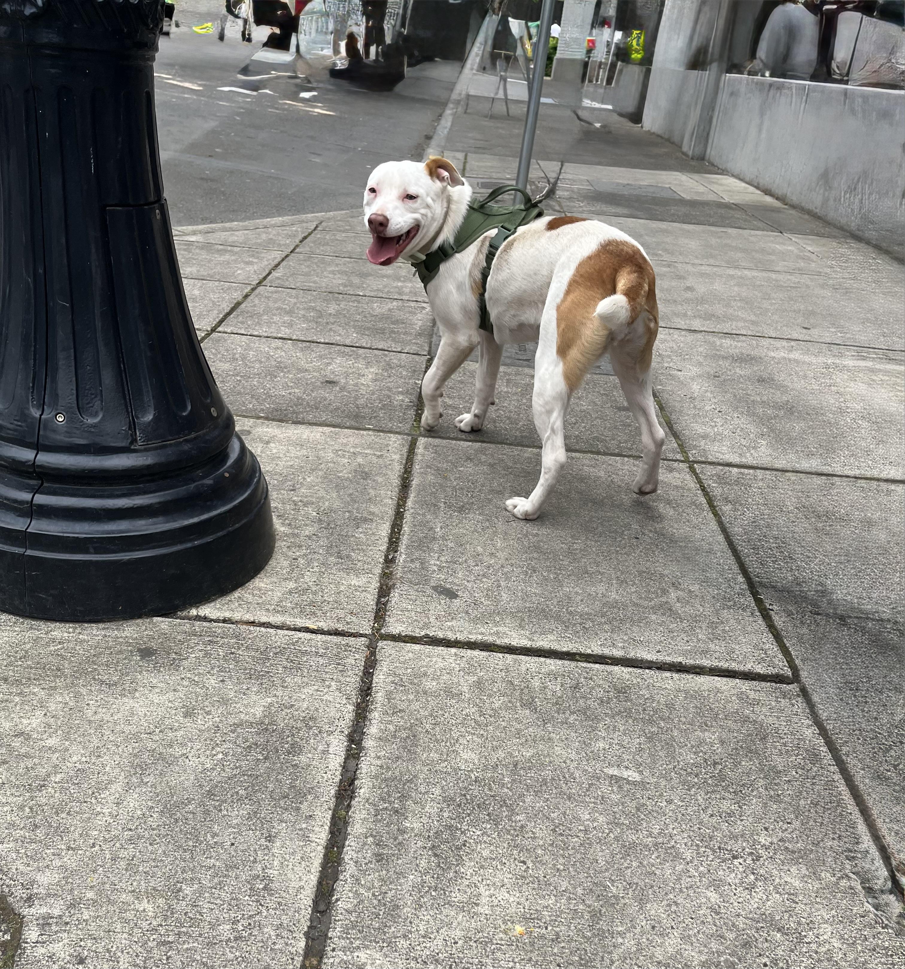 LILY, a Adoptable mixed breed in Portland , OR image 4/6