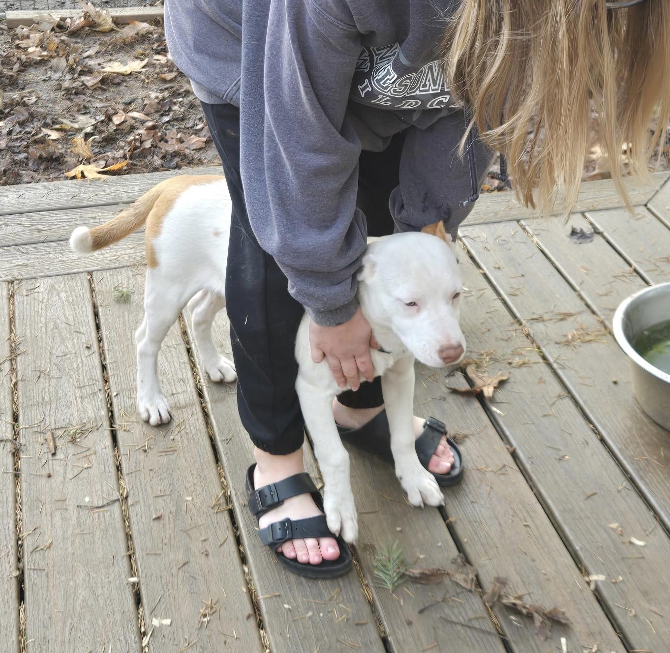 LILY, a Adoptable Pit Bull Terrier in Graham , WA image 5/5