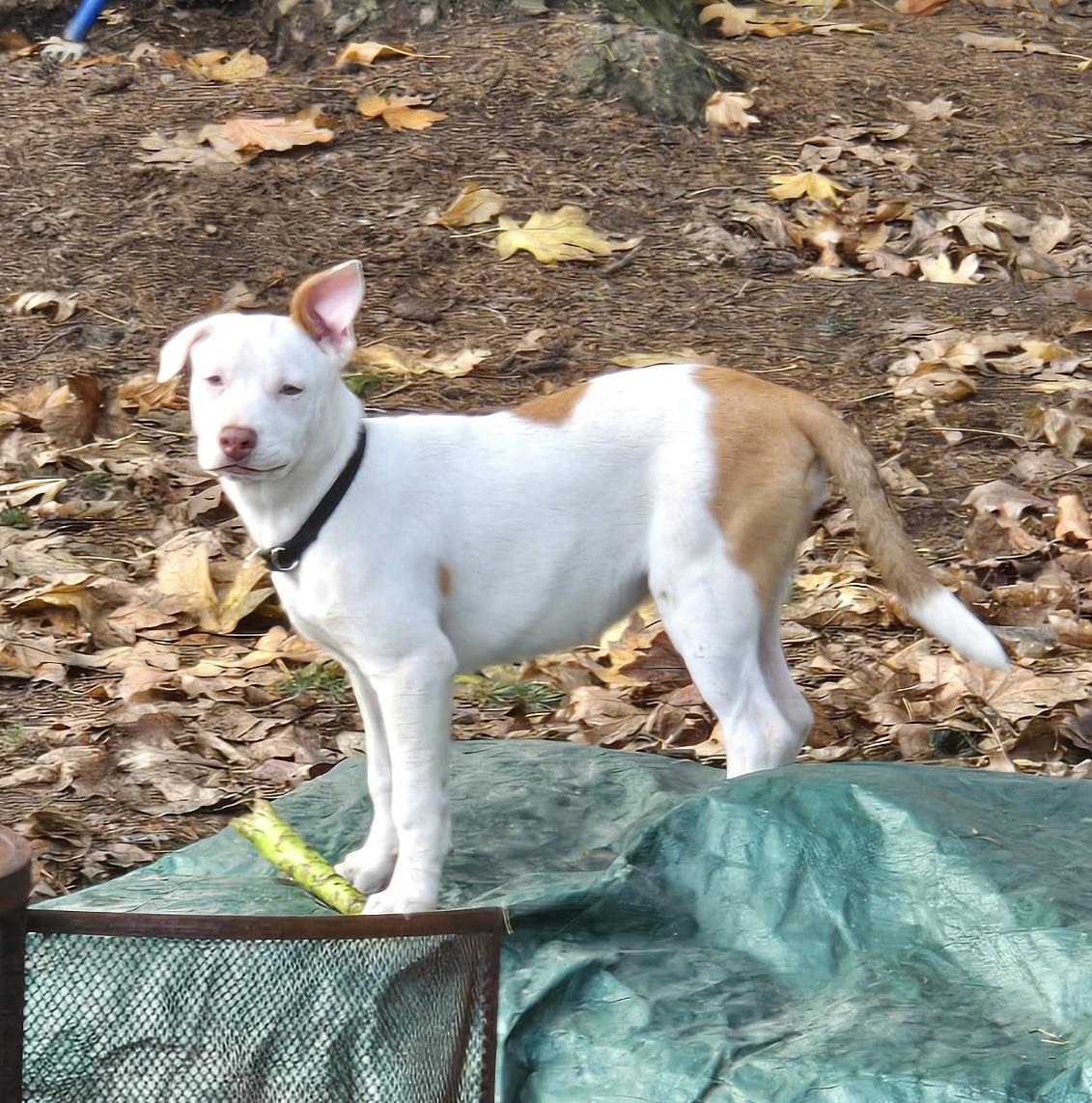 LILY, a Adoptable Pit Bull Terrier in Graham , WA image 1/5