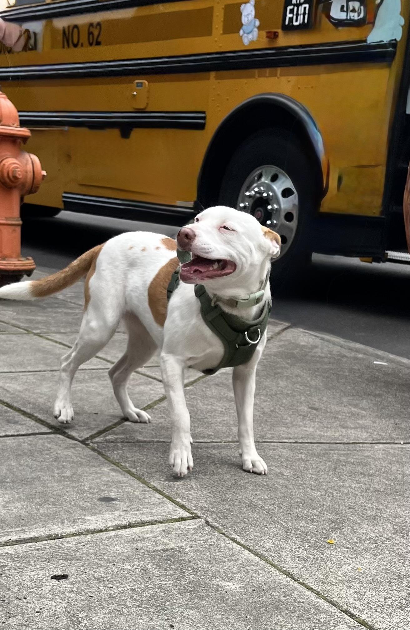 LILY, a Adoptable mixed breed in Portland , OR image 2/6