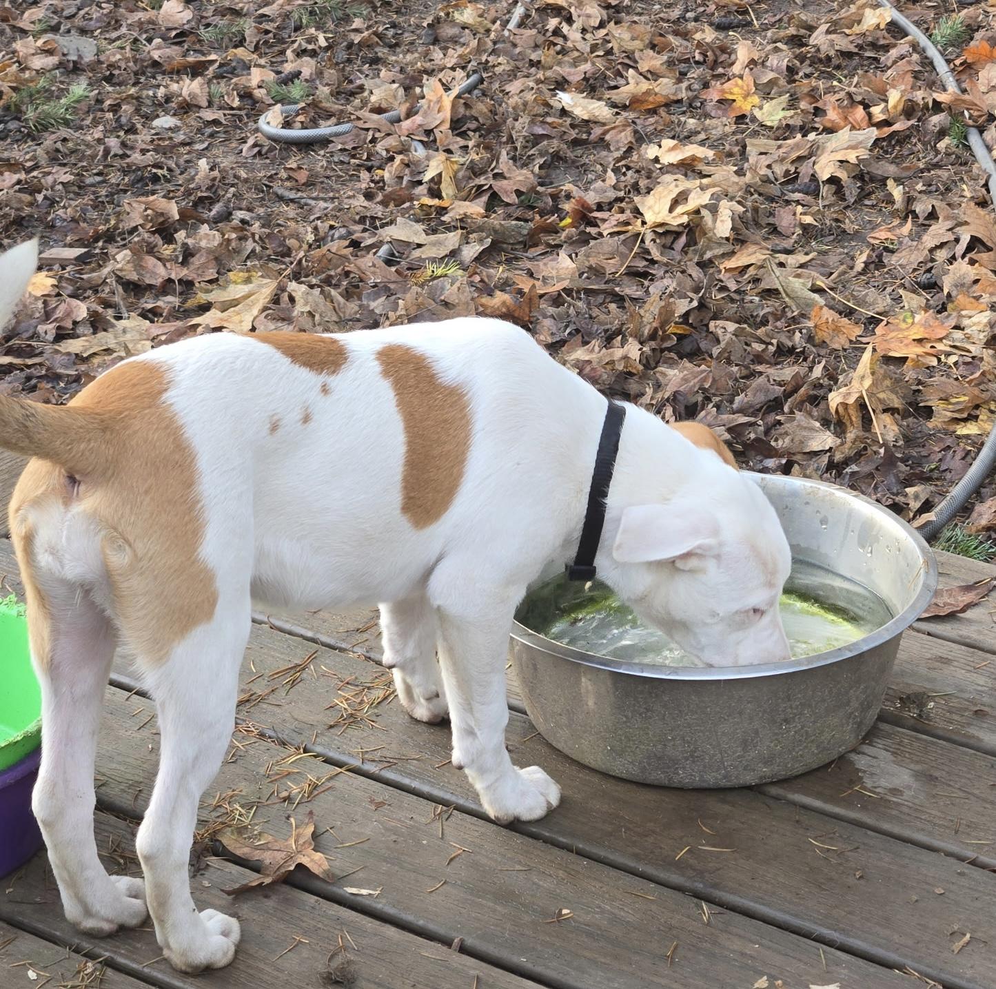 LILY, a Adoptable Pit Bull Terrier in Graham , WA image 4/5