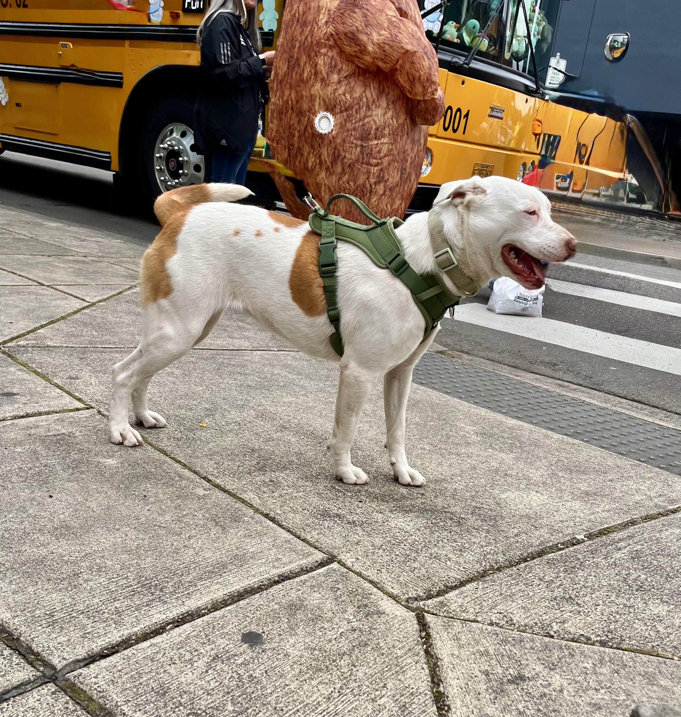 LILY, a Adoptable mixed breed in Portland , OR image 6/6