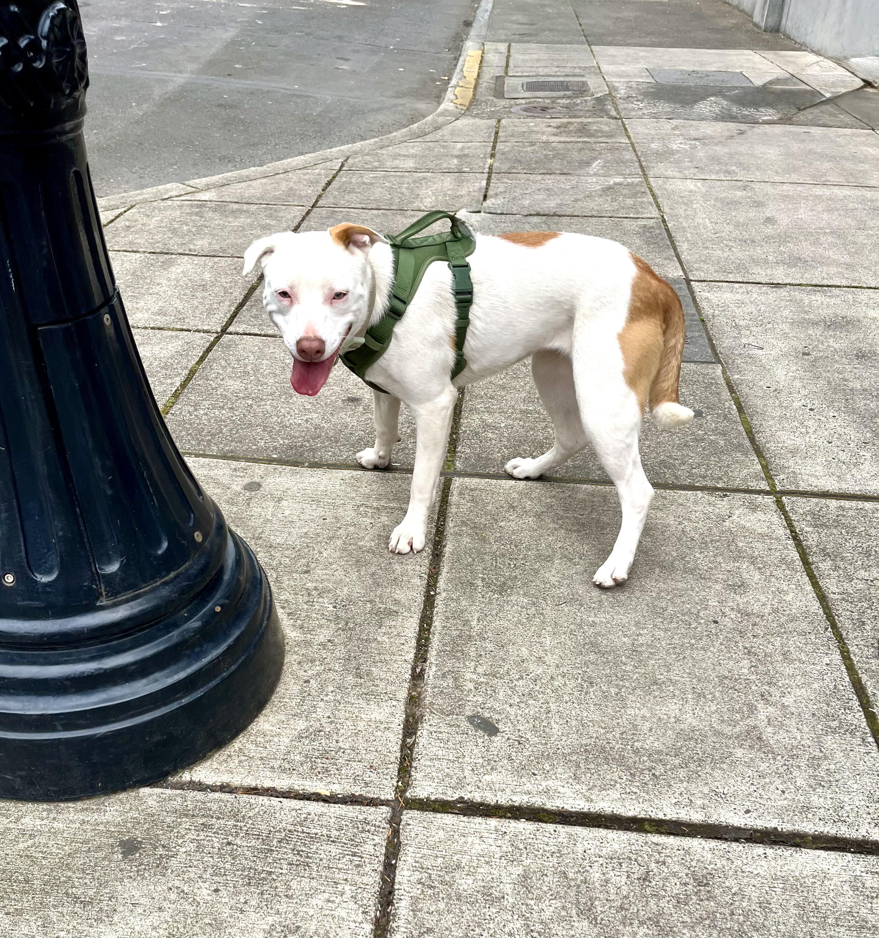 LILY, Adoptable, Puppy Female Labrador Retriever & Terrier.