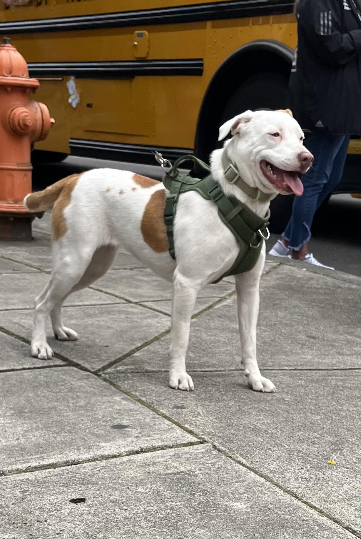 LILY, a Adoptable mixed breed in Portland , OR image 3/6
