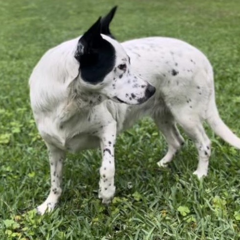 Birdie — thumbnail 5