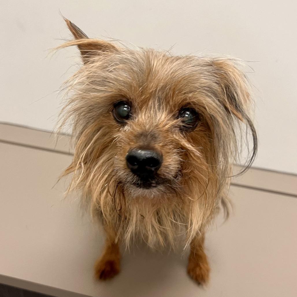 Enlarge Mcgruff, a Adoptable Yorkshire Terrier in St. Louis, MO image 1/3