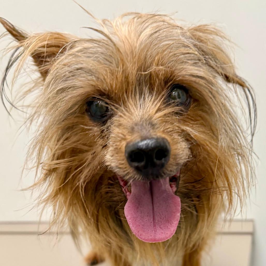 Enlarge Mcgruff, a Adoptable Yorkshire Terrier in St. Louis, MO image 2/3