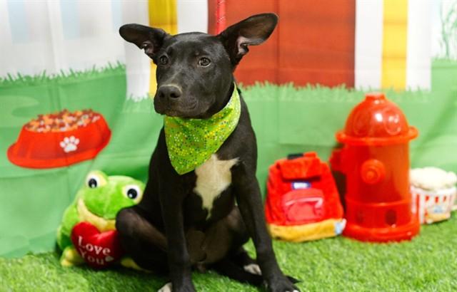 SWATCH, Adoptable, Puppy Male German Shepherd Dog & Mixed Breed.