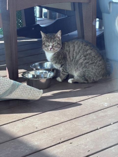 Magnolia, Adoptable, Young Female Domestic Short Hair.
