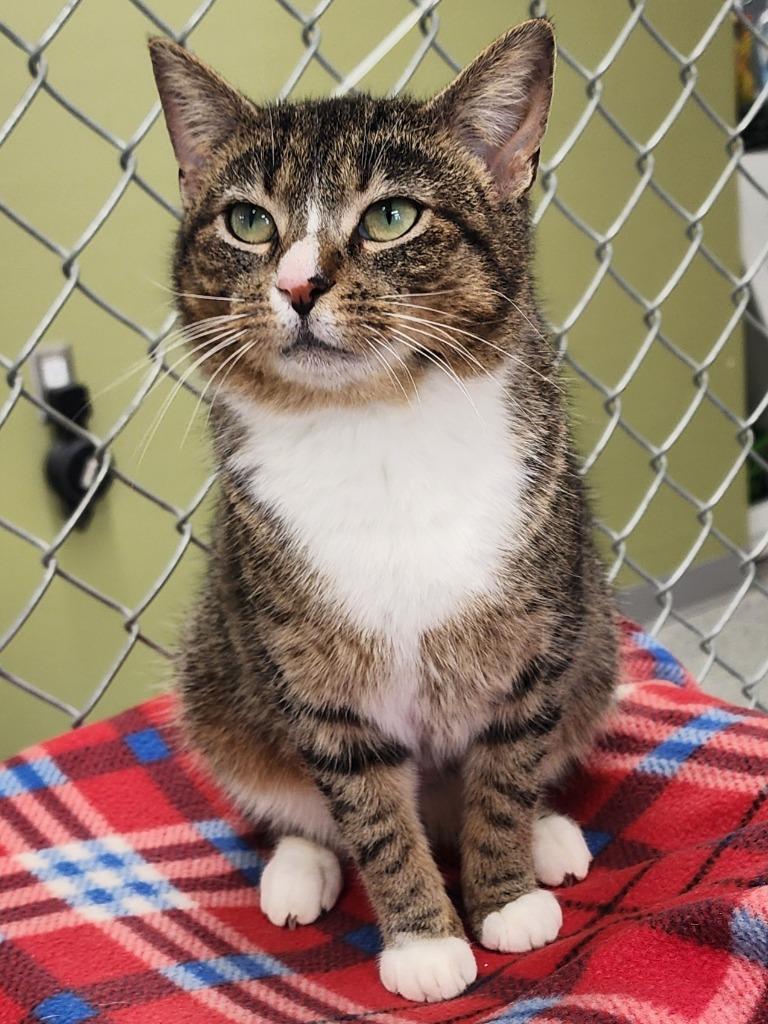 Magnolia, a Adoptable mixed breed in Auburn, IN image 2/3