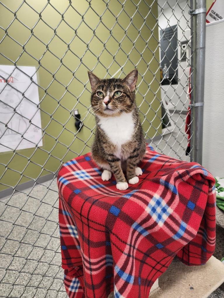 Magnolia, a Adoptable mixed breed in Auburn, IN image 3/3