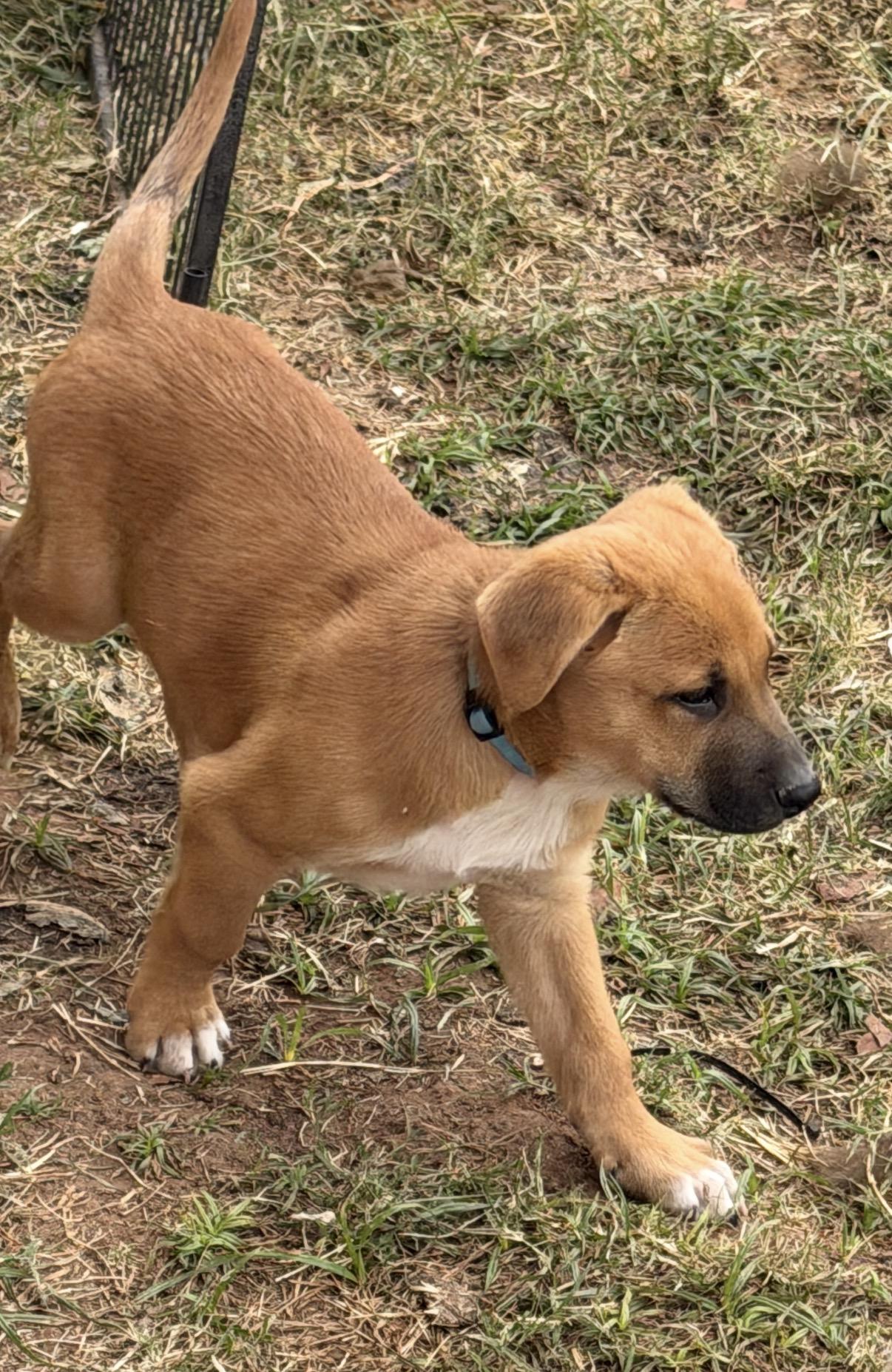 Enlarge Etzl, a ADOPTABLE mixed breed in Gilbert, AZ image 2/6