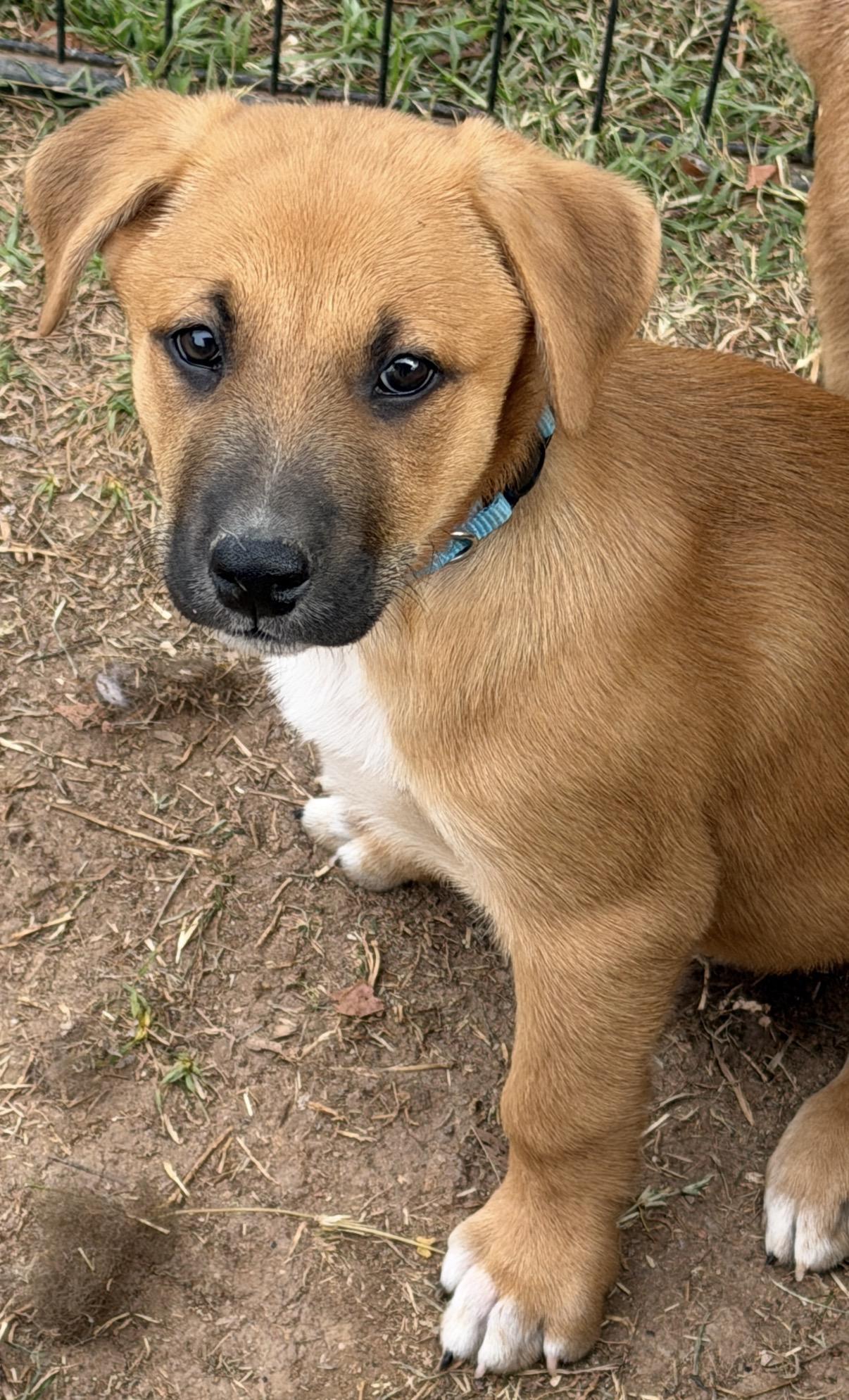 Enlarge Etzl, a ADOPTABLE mixed breed in Gilbert, AZ image 5/6