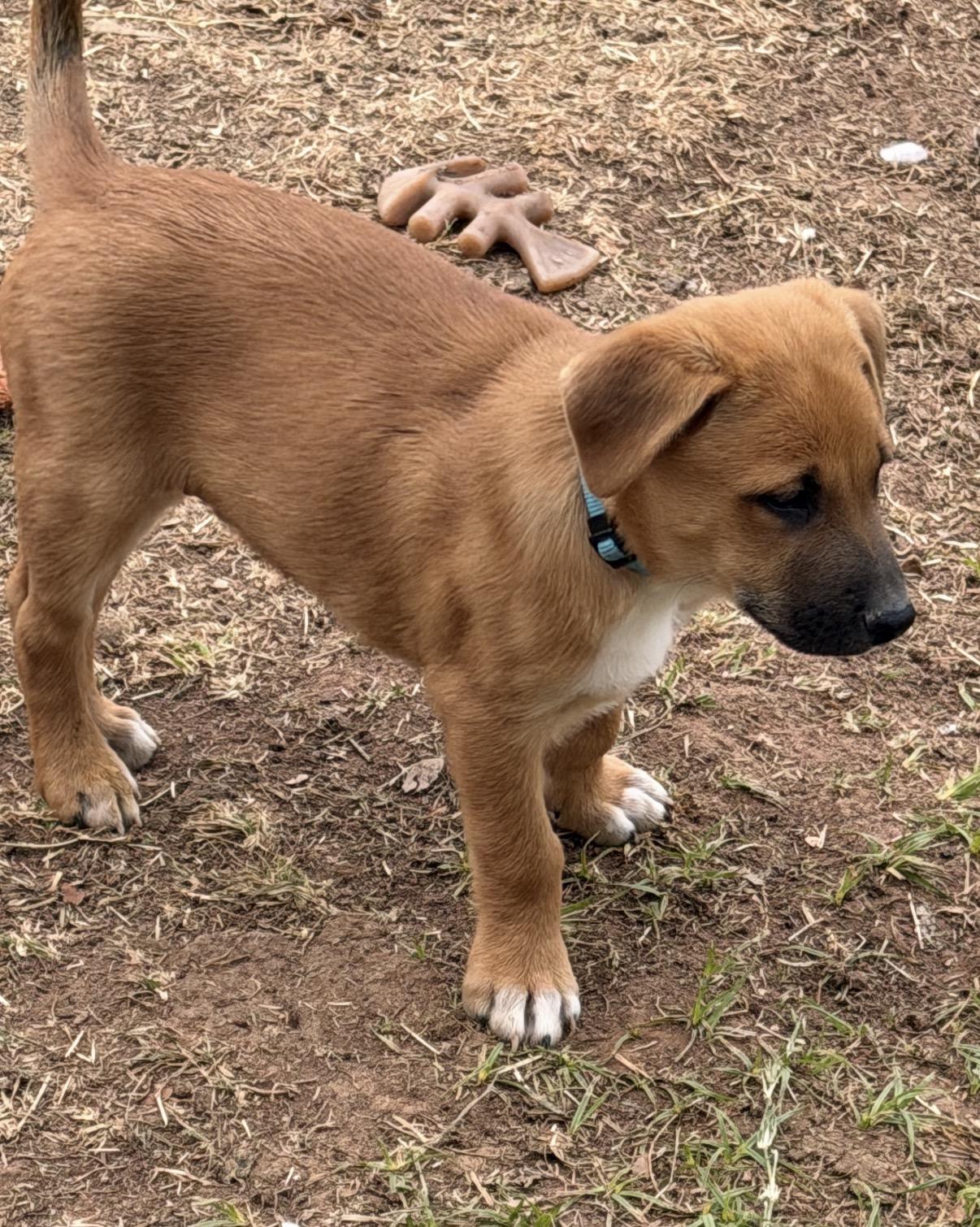 Enlarge Etzl, a ADOPTABLE mixed breed in Gilbert, AZ image 6/6