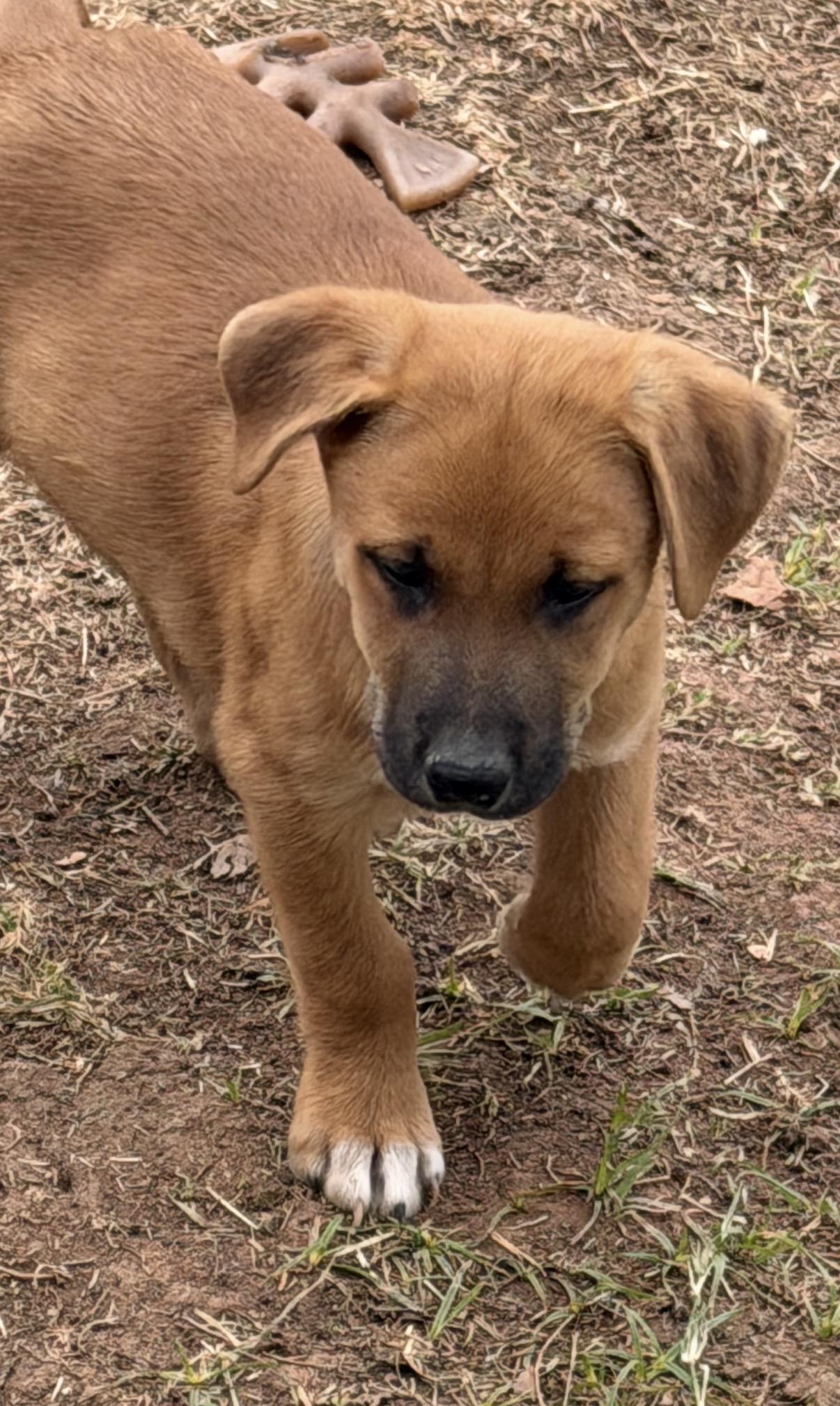 Enlarge Etzl, a ADOPTABLE mixed breed in Gilbert, AZ image 4/6