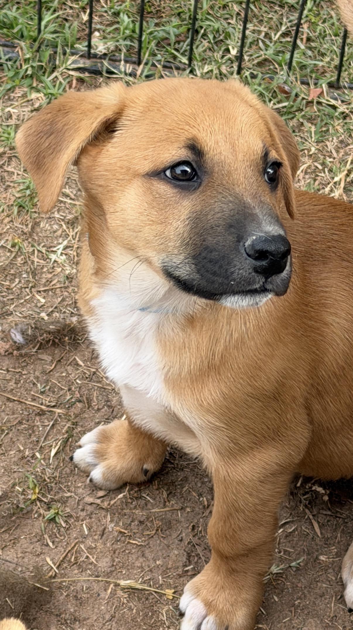 Enlarge Etzl, a ADOPTABLE mixed breed in Gilbert, AZ image 3/6