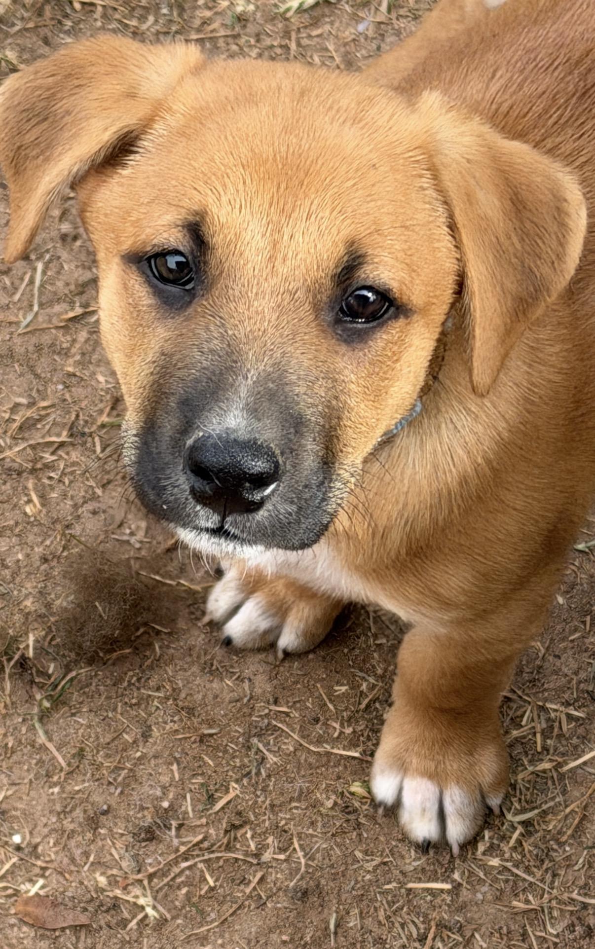 Etzl, ADOPTABLE, Puppy Male Black Mouth Cur & Labrador Retriever.