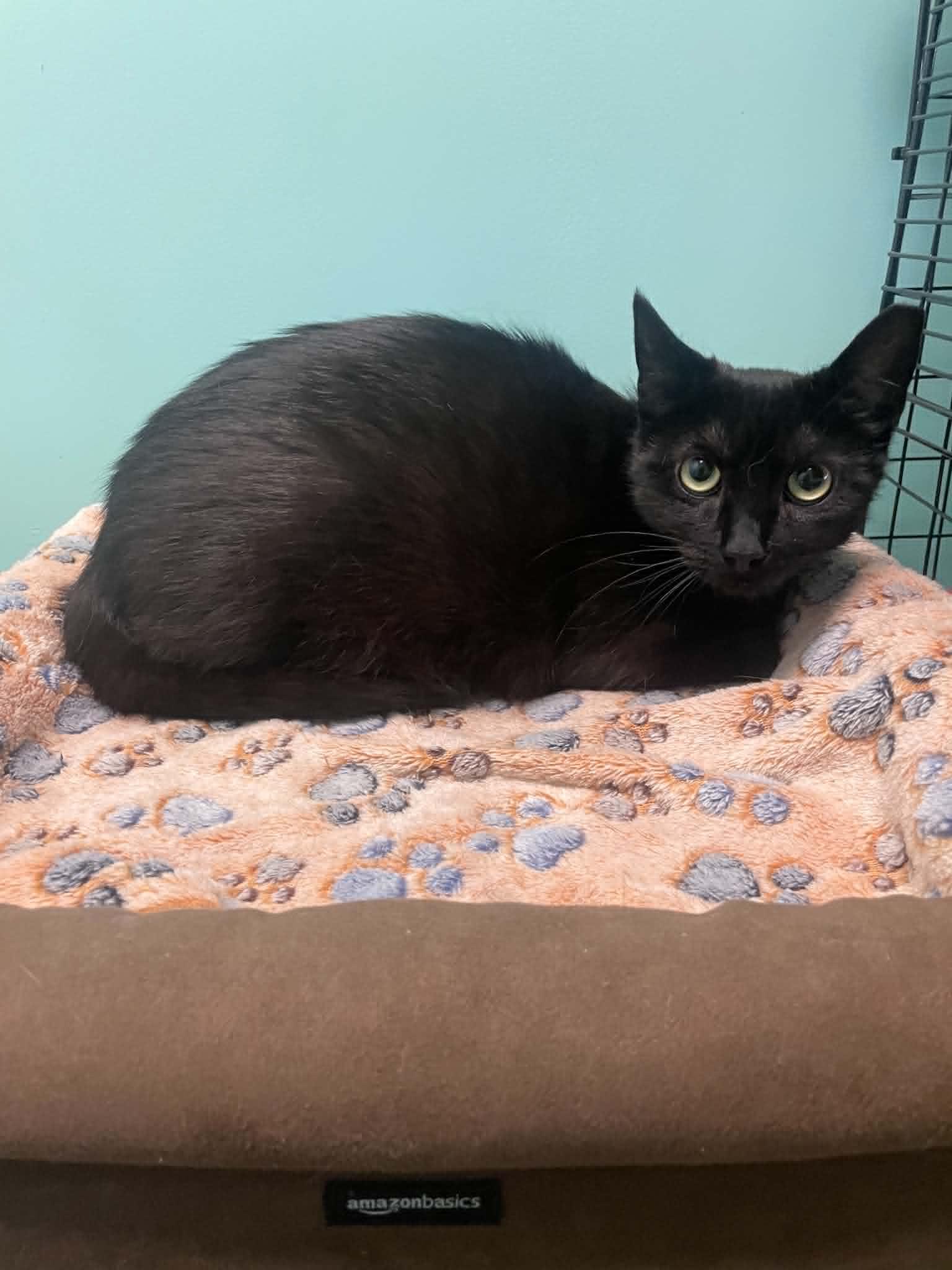 Andromeda, a Adoptable Domestic Short Hair in Penfield, NY image 2/6