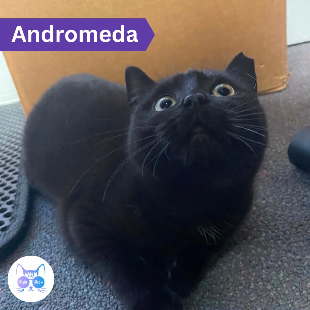Andromeda, Adoptable, Young Female Domestic Short Hair.