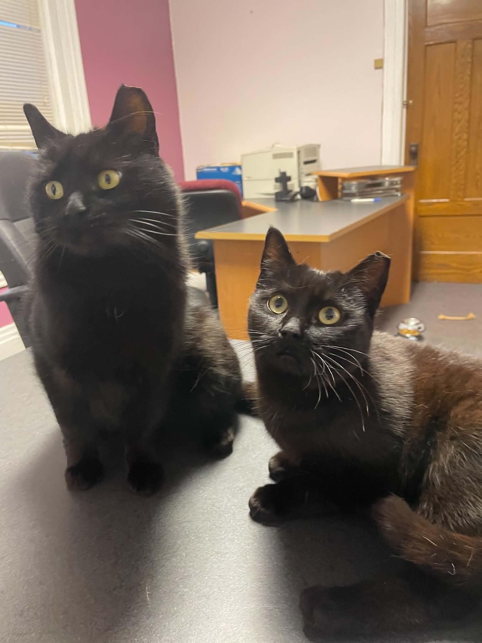 Andromeda, a Adoptable Domestic Short Hair in Penfield, NY image 5/6