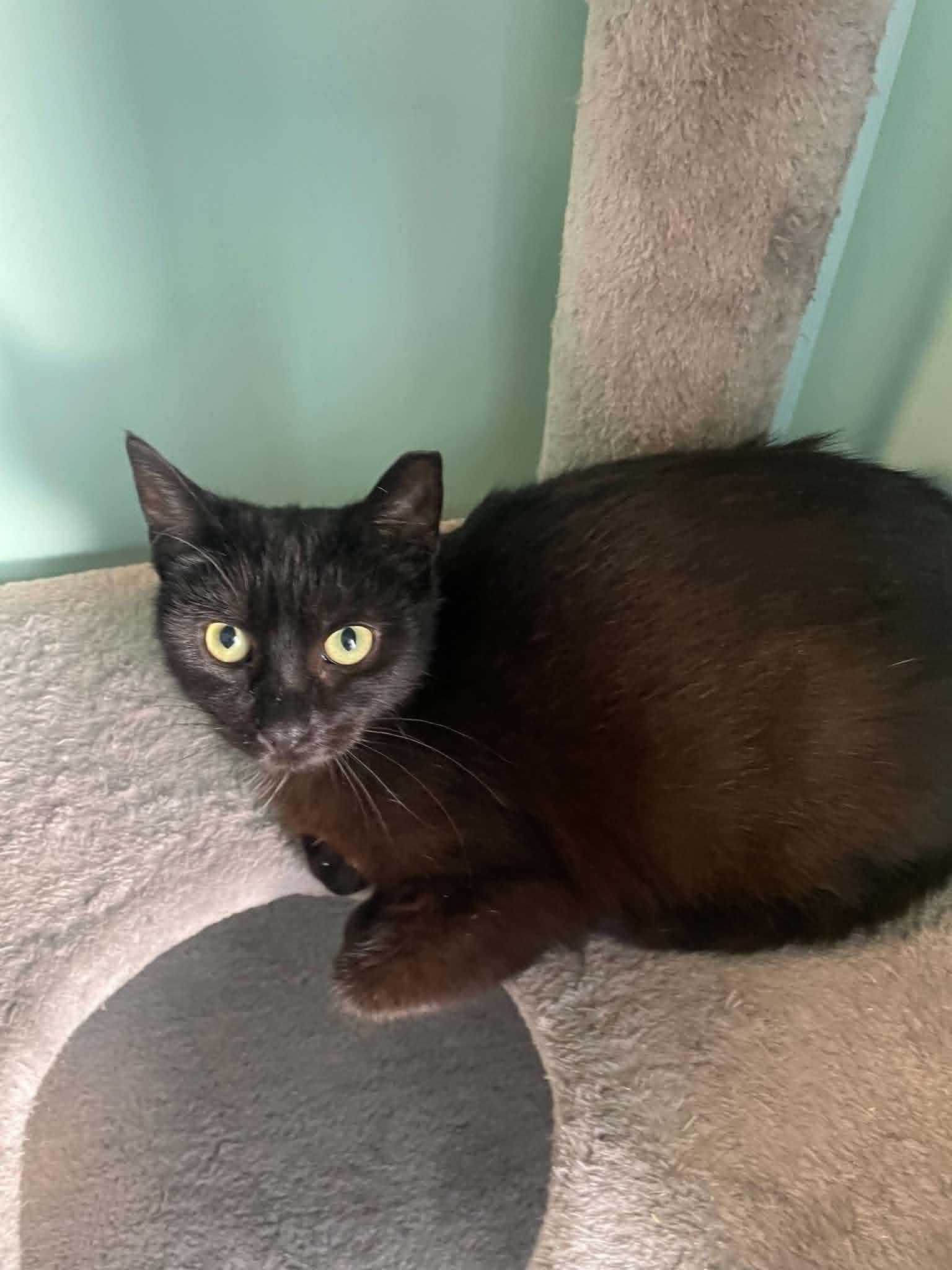 Andromeda, a Adoptable Domestic Short Hair in Penfield, NY image 4/6