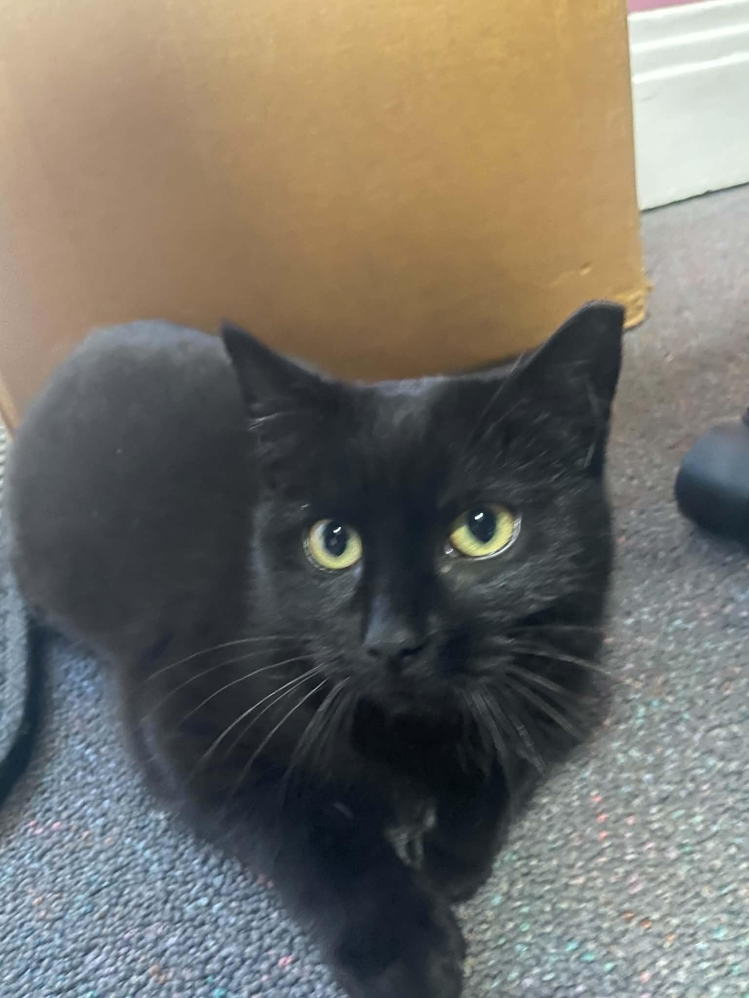 Andromeda, a Adoptable Domestic Short Hair in Penfield, NY image 3/6