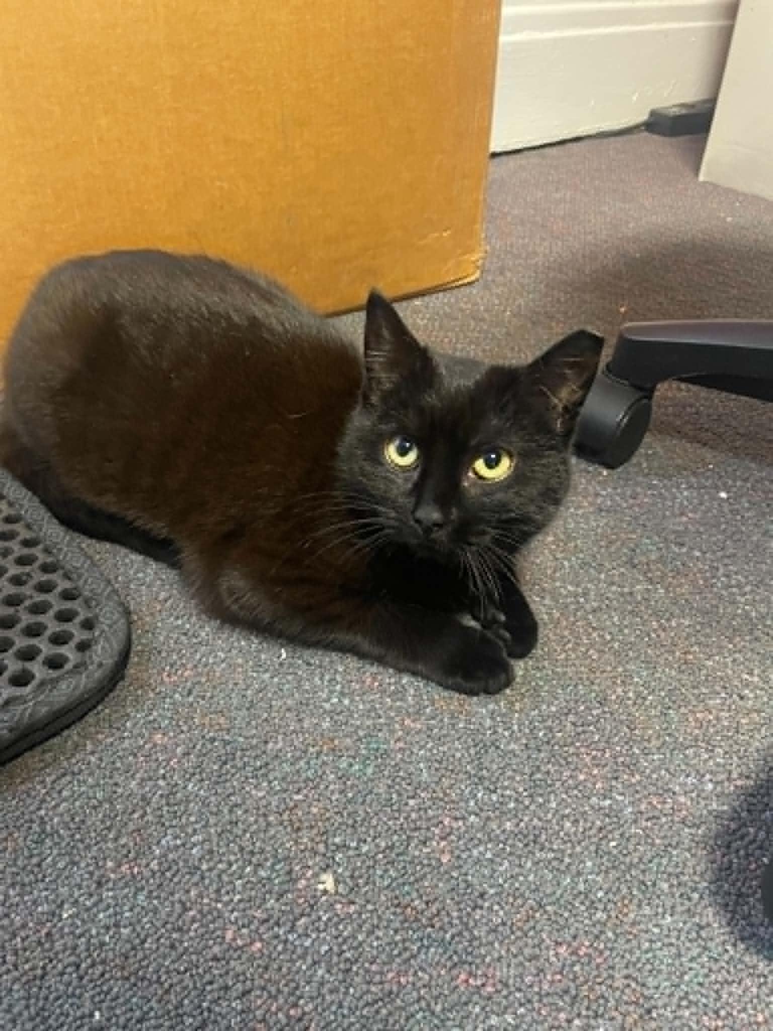 Andromeda, a Adoptable Domestic Short Hair in Penfield, NY image 6/6