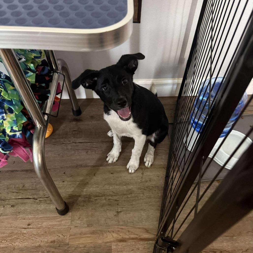 Annie, a Adoptable mixed breed in St. Charles, MO image 1/5